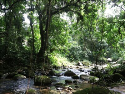 Projetos privados mantêm reservas ecológicas na Mata Atlântica