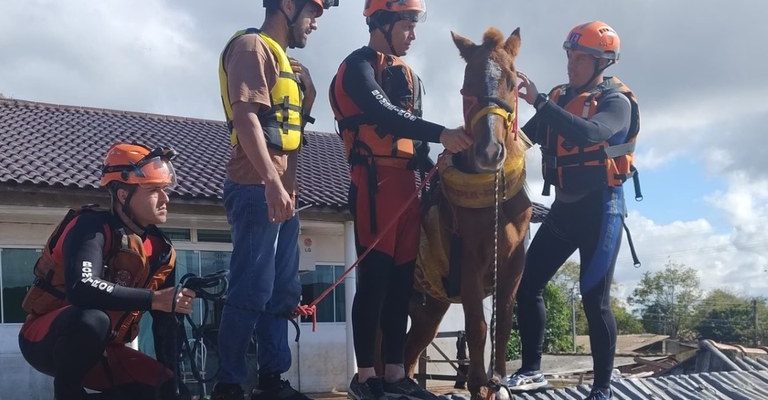 Égua ilhada em telhado no RS é resgatada. Mais de 5 mil animais são salvos