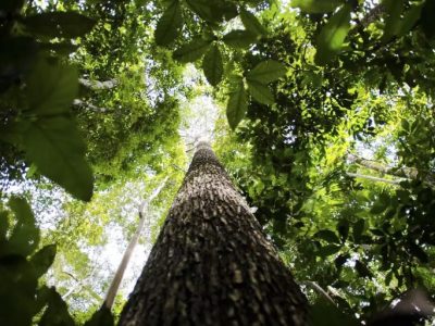 Desmatamento na Amazônia tem redução de 21,8%