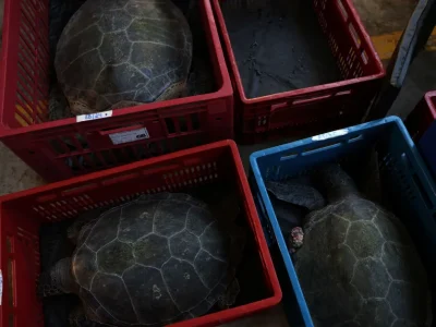 Qualidade da água aprimorada eleva a saúde das tartarugas marinhas da Baía de Guanabara