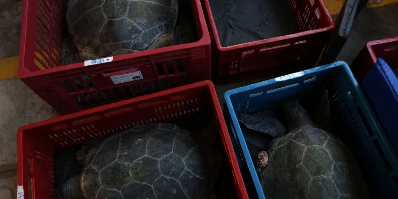 Qualidade da água aprimorada eleva a saúde das tartarugas marinhas da Baía de Guanabara