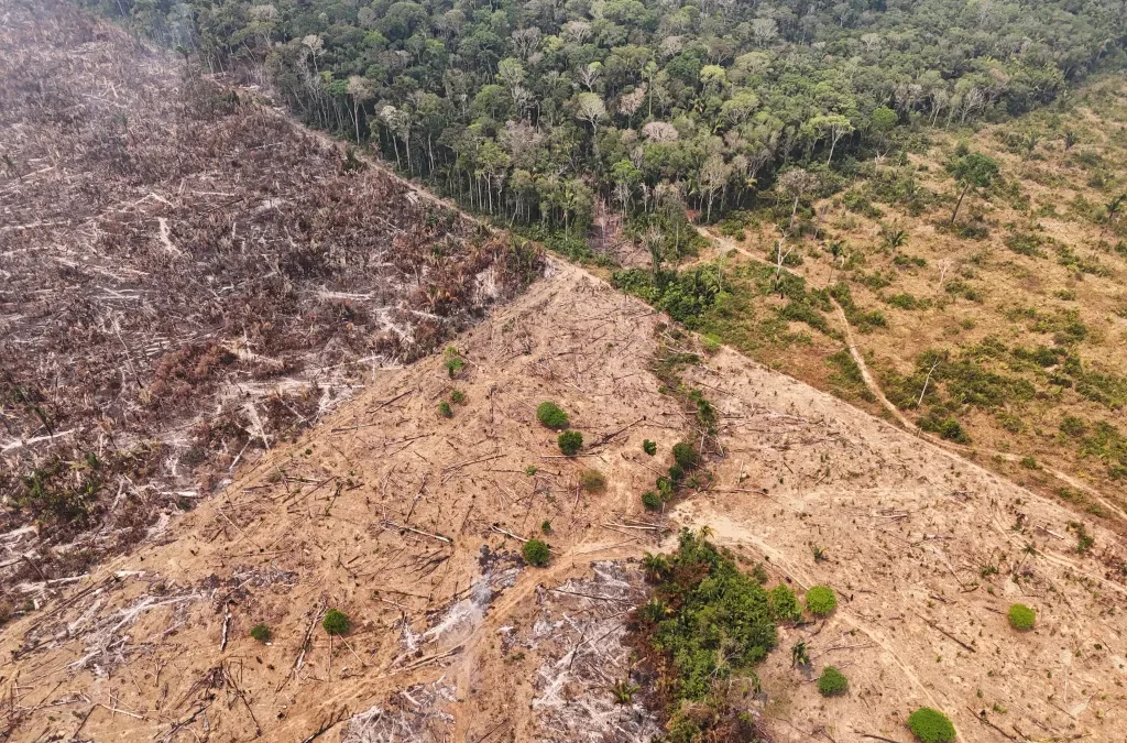 Quase 40% da Parte Mais Essencial da Floresta Amazônica Está Desprotegida, Revela ONG