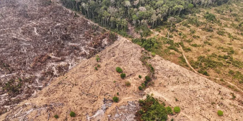 Quase 40% da Parte Mais Essencial da Floresta Amazônica Está Desprotegida, Revela ONG