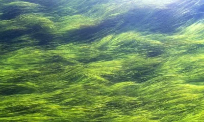 Cientistas empenham-se na geração de energia a partir de algas marinhas; saiba mais.