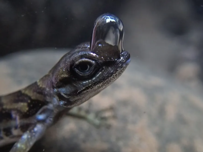 Lagarto Elabora seu Próprio “Tanque de Oxigênio” para Respirar Submerso