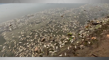 Governo de SP Remove 500 kg de Peixes Mortos na Represa Billings