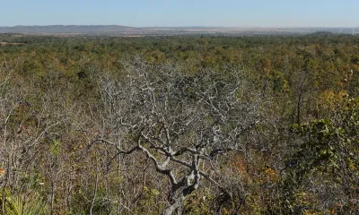 Incêndios destroem 88 milhões de hectares no Cerrado em 39 anos, aponta estudo