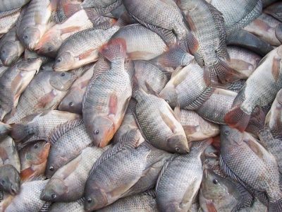 Estados Unidos deixam de exigir Certificação Sanitária Internacional para pescados brasileiros