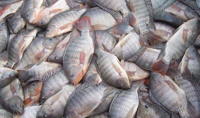 Estados Unidos deixam de exigir Certificação Sanitária Internacional para pescados brasileiros