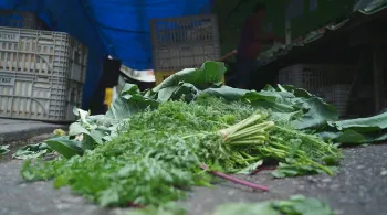 Brasil Desperdiça 30% de sua Produção Alimentar, Revela Relatório da ONU