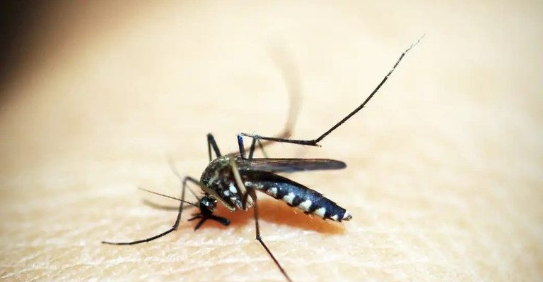 Dez minutos por semana: mobilização nacional reforça combate à dengue