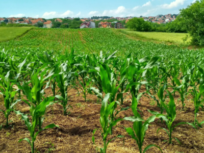 Pesquisa Desvela a Vulnerabilidade do Sistema de Defesa Vegetal frente às Ameaças de Pragas