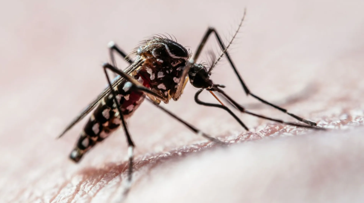 Estudo brasileiro utiliza nanotecnologia para detectar dengue, zika e chikungunya