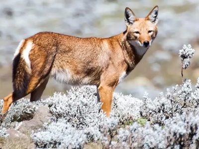 Além de predadores, lobos etíopes desempenham papel de polinizadores, revela estudo